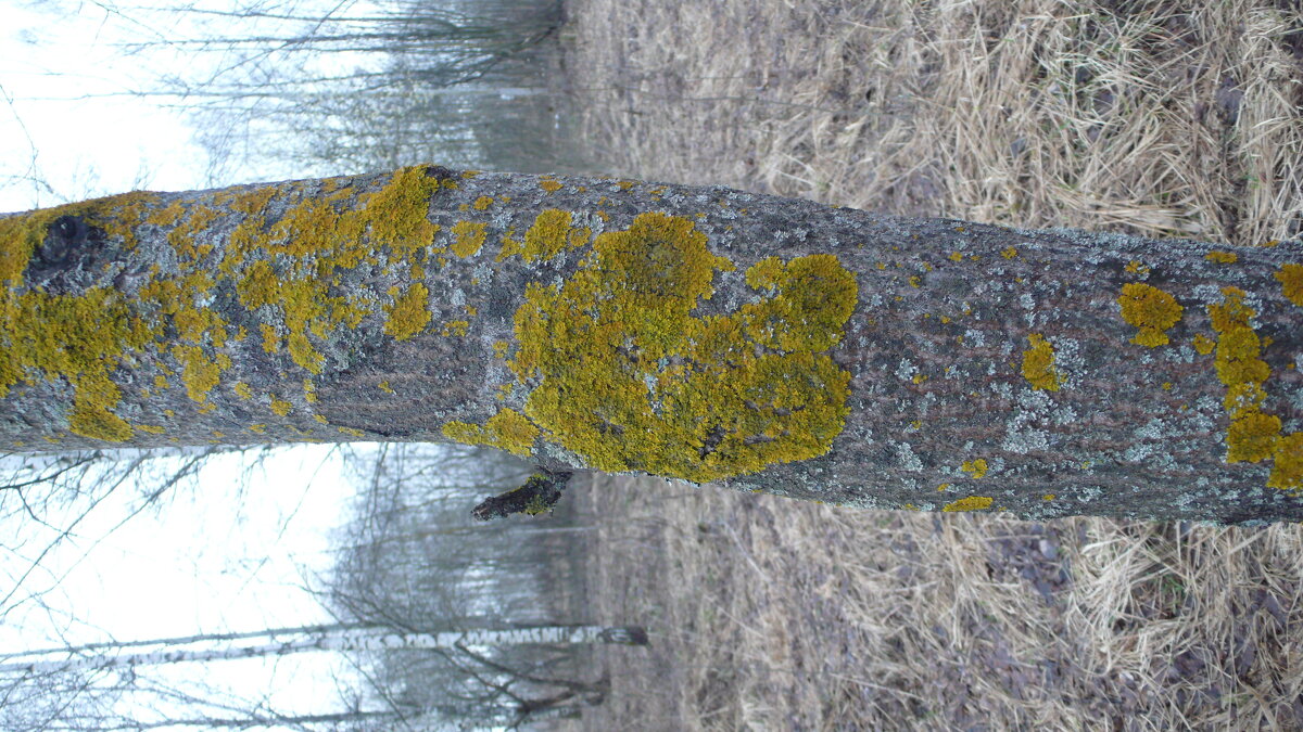 Лишайники. - Михаил Елочкин