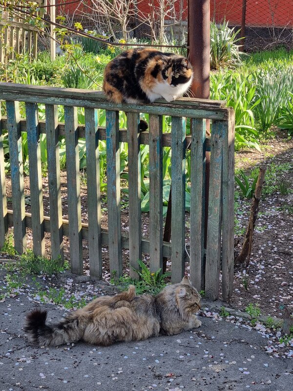 Утренние посиделки - Наталья 