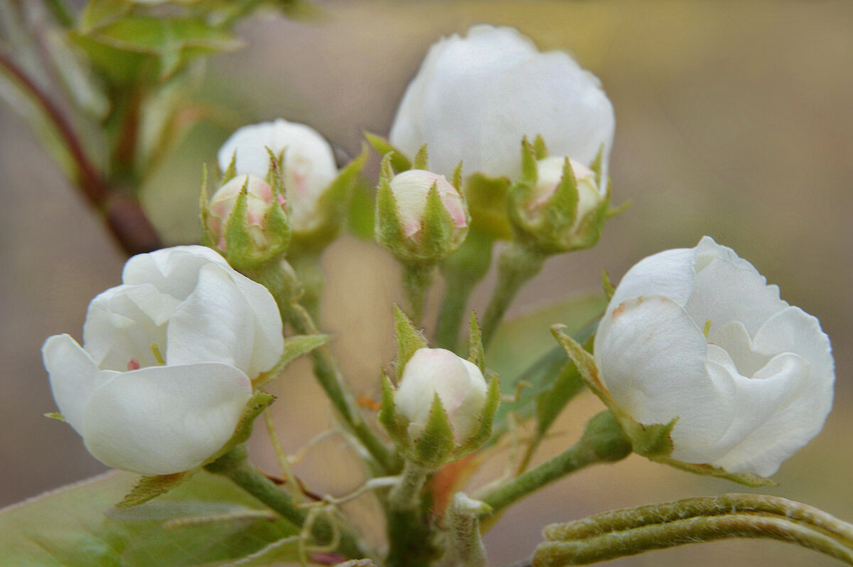 *** - Надежда Куркина 