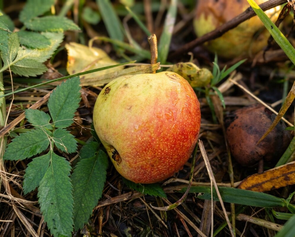 Яблоко на земле - Лилия 