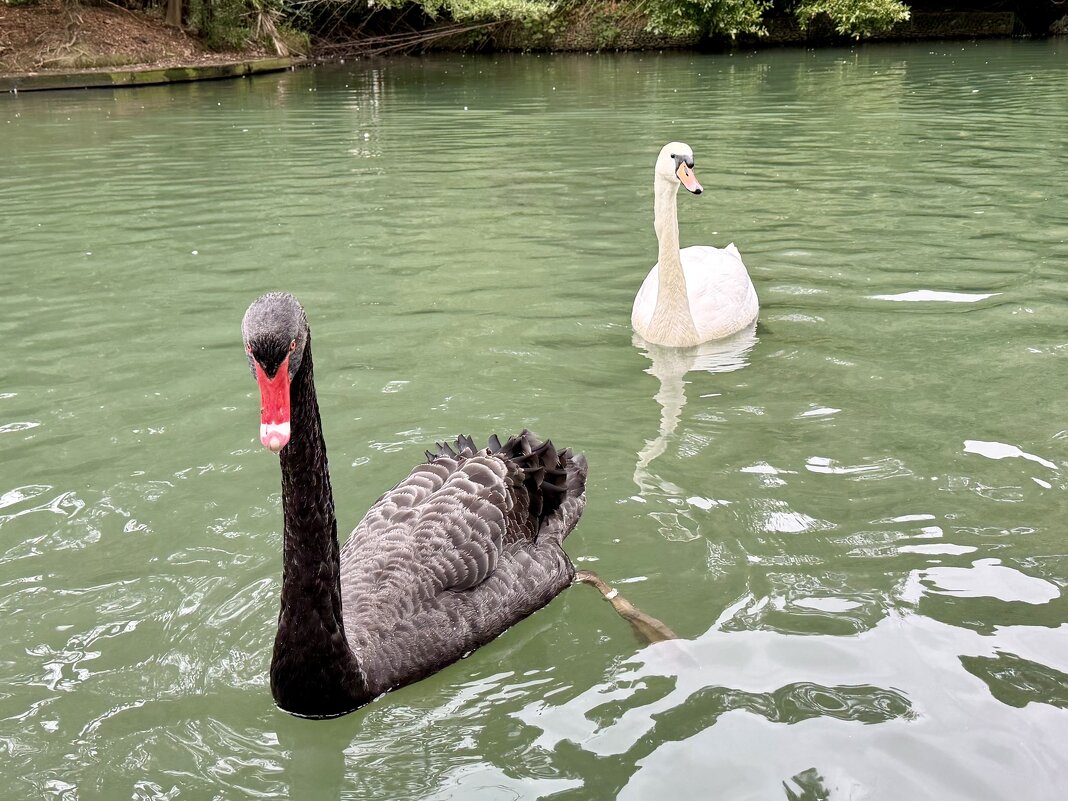 Гуси-лебеди: белое и черное - Pippa Гуси-лебеди: белое и черное - Pippa