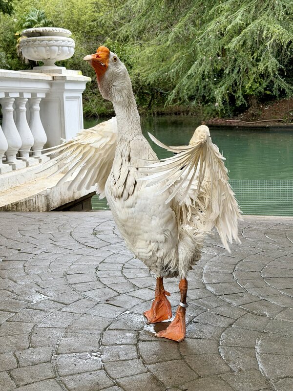 Гуси-лебеди: танцуют все! - Pippa Гуси-лебеди: танцуют все! - Pippa