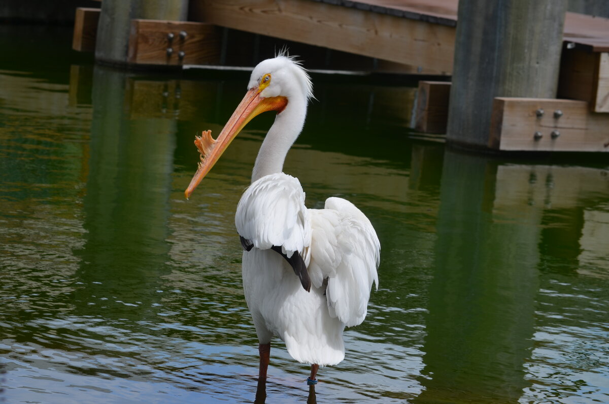 Зоопарк Майями - Таня Фиалка Зоопарк Майями - Таня Фиалка