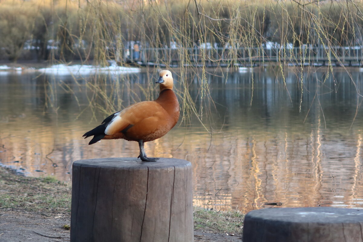 Красная утка - Дмитрий И_ Красная утка - Дмитрий И_