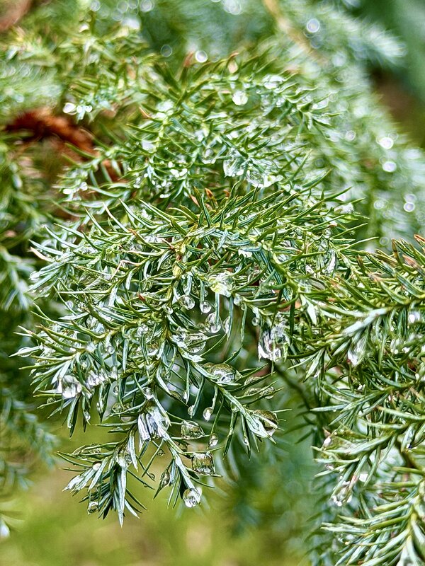 Капли дождя - Pippa 