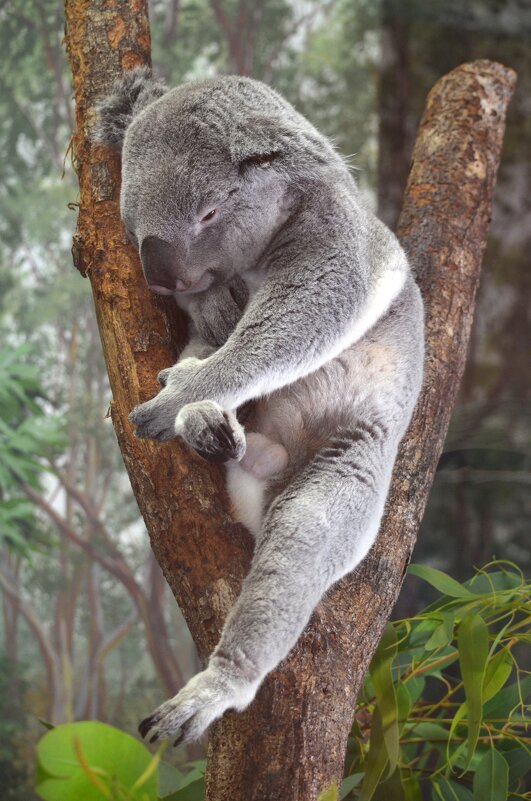 вот так и просидит все праздники - Таня Фиалка вот так и просидит все праздники - Таня Фиалка