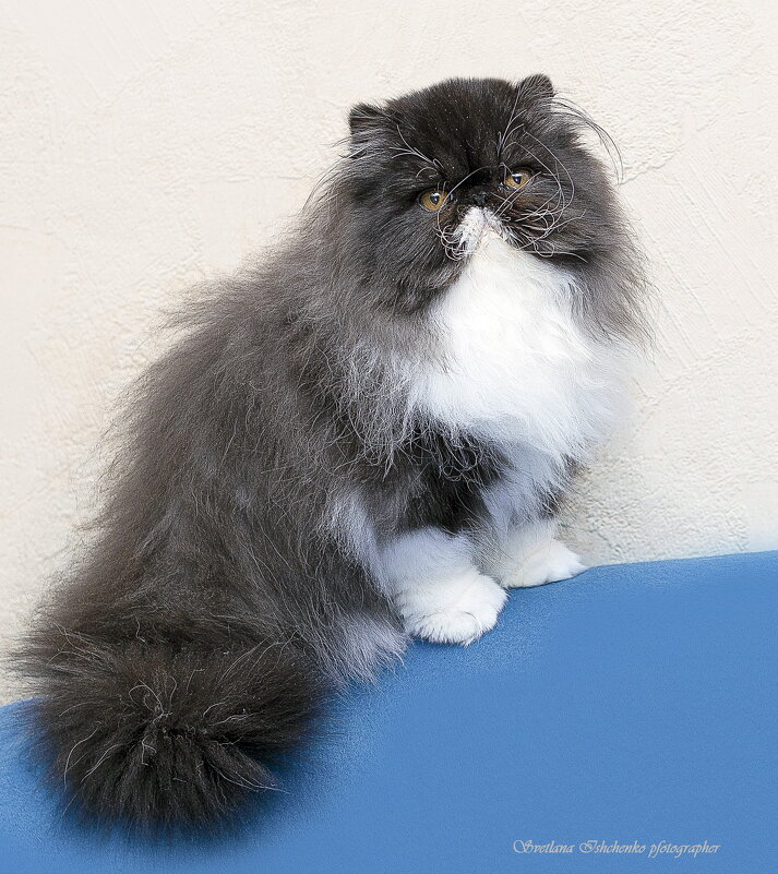 Пушистик - Светлана Ищенко