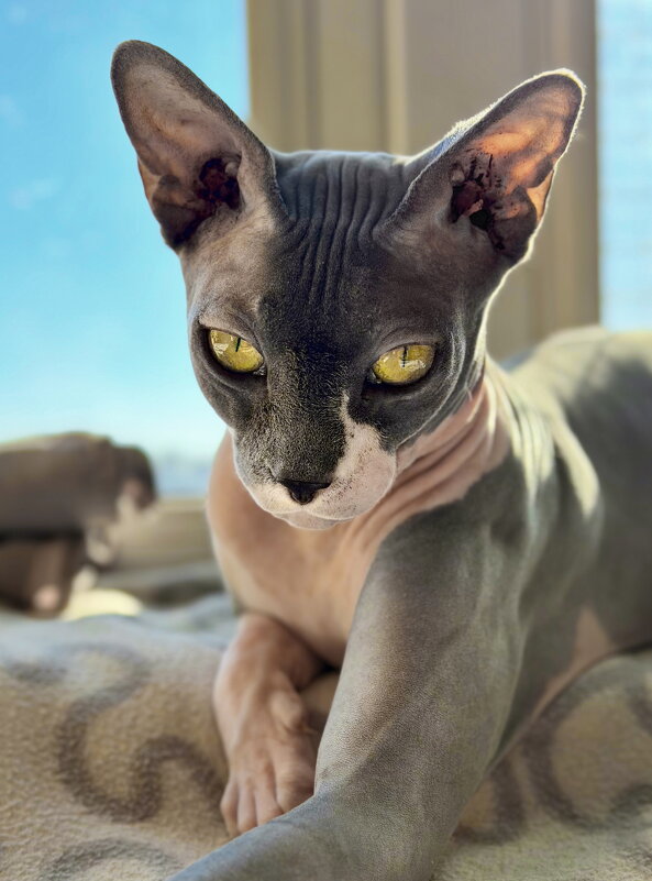 Тимиан - Андрей Зайцев