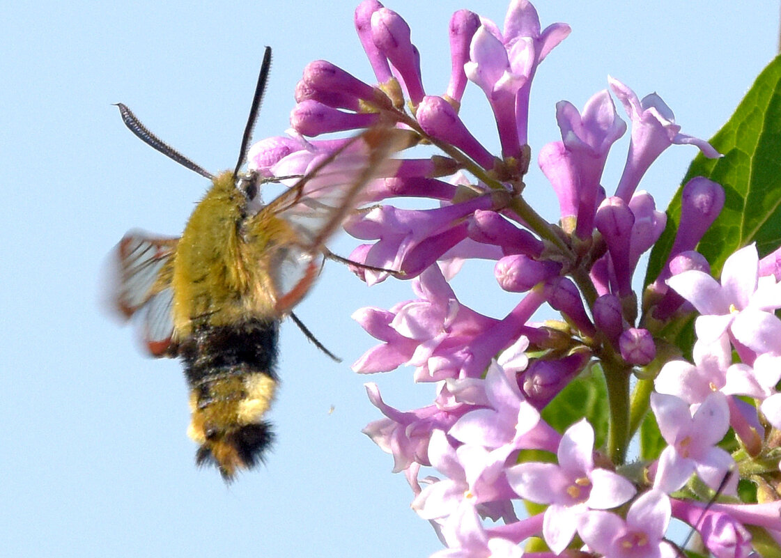 Любитель нектара - Михаил Белоусов