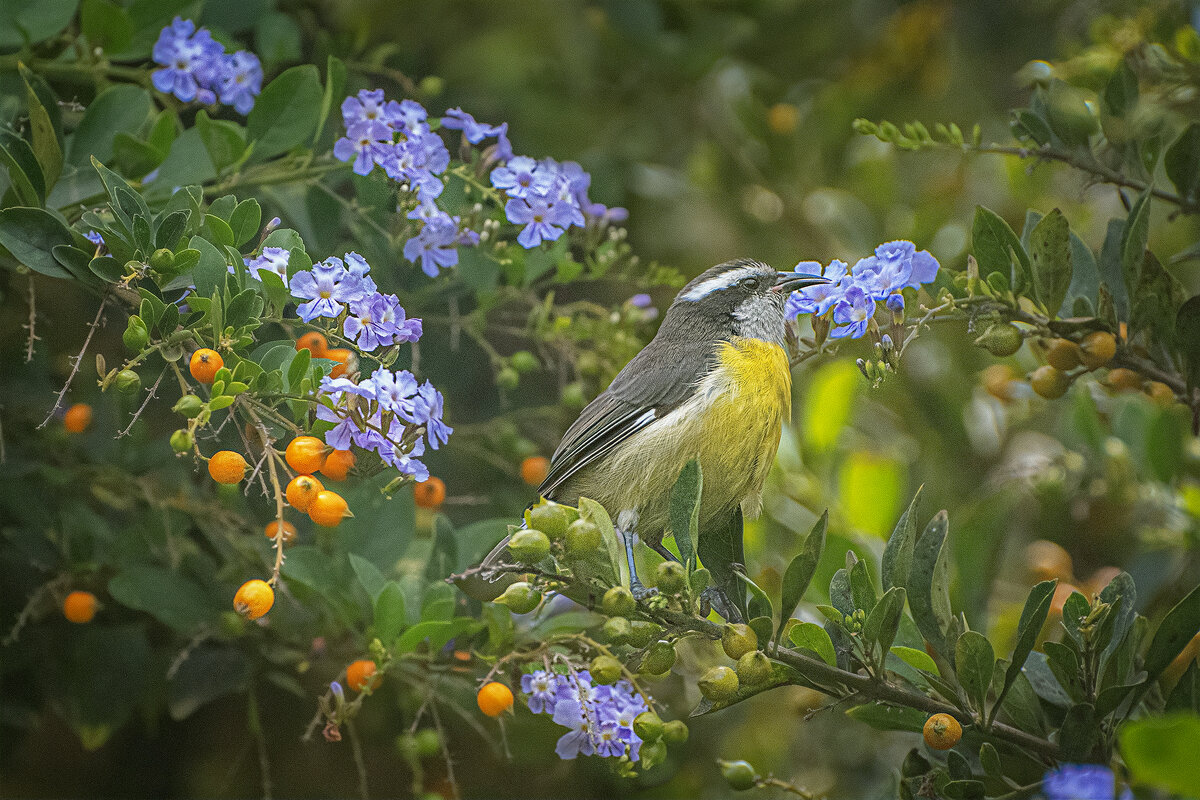Банановый певун - Svetlana Galvez