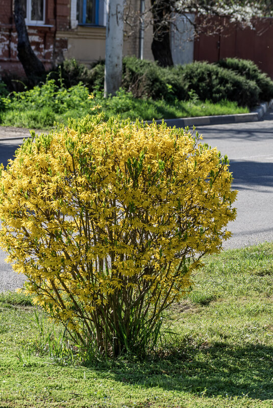 форзиция - Игорь Сикорский