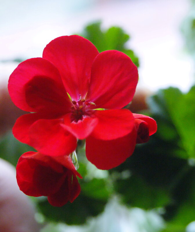 Цветок герани. - сергей ермошкин