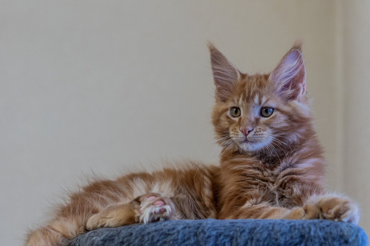 Симба юные годы. - Евгений Голубев