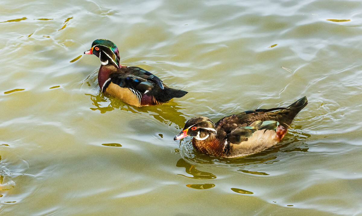 Каролинка - SanSan 