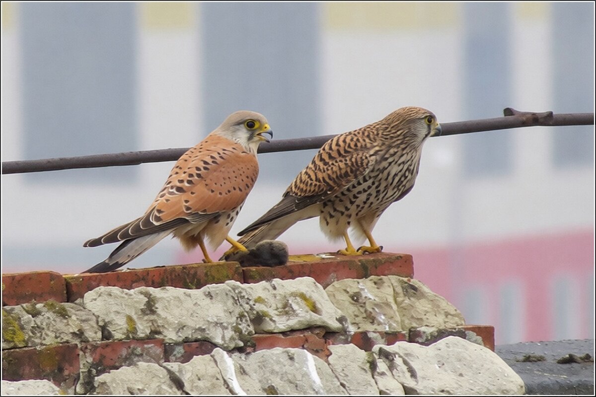 ну подкрепись - Сеня Белгородский