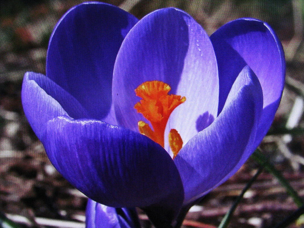 Красавчик - Людмила Смородинская