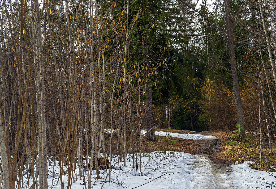 Лесными дорожками - Сергей Цветков