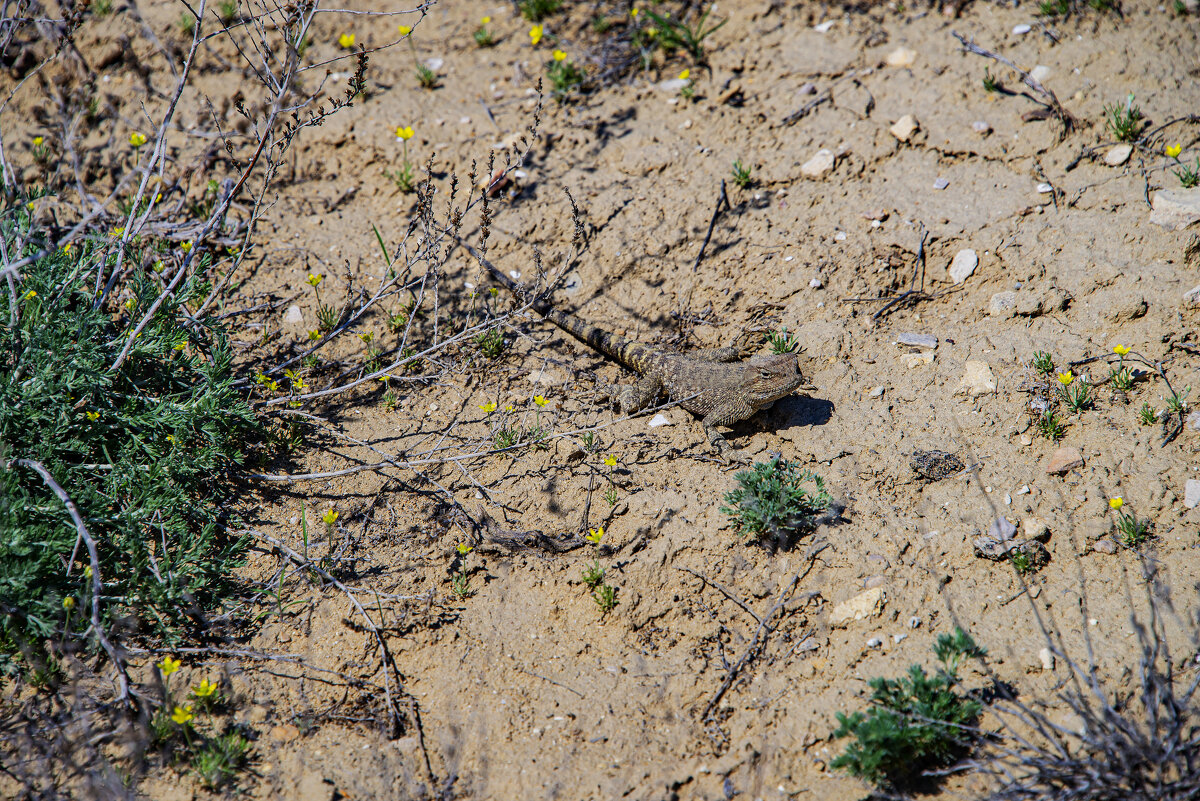 Ящерка - Анатолий Чикчирный