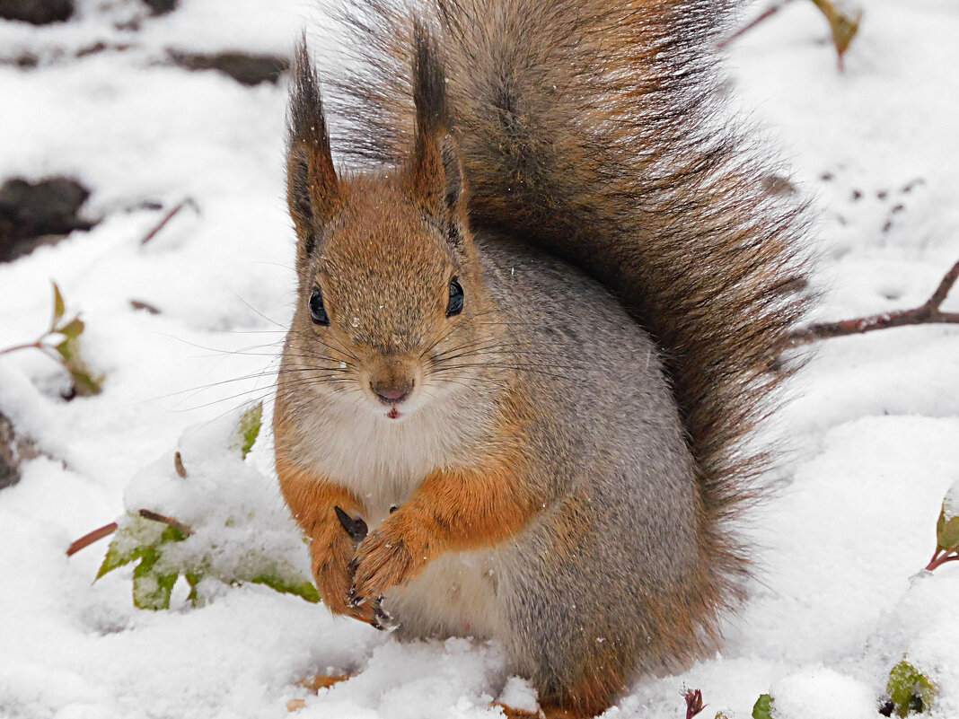 Зима вернулась - Лина 