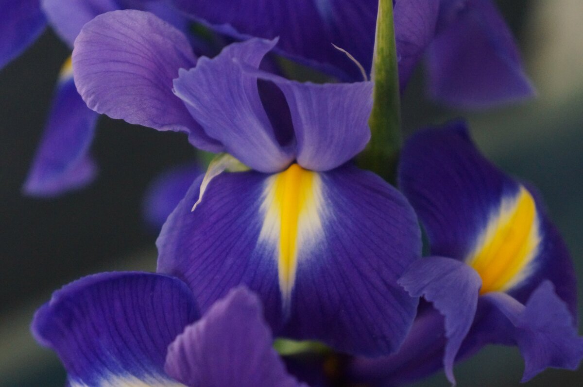 * - Алёна Савина