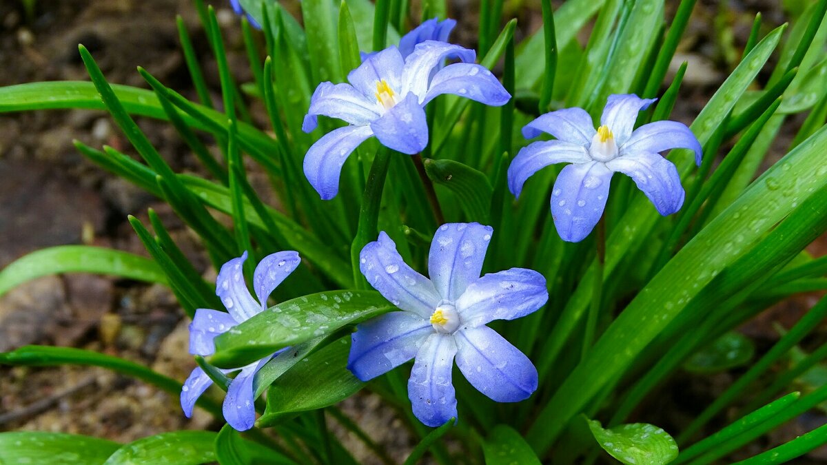 Хионодоксы под дождём. - Милешкин Владимир Алексеевич 