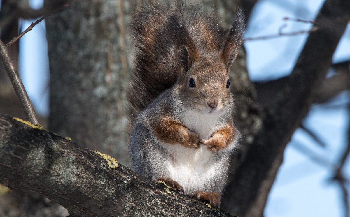 ** - Владимир Безбородов