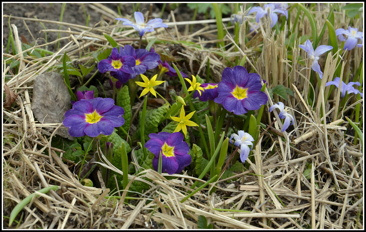 Гимн Весне - Aleksandr Gal