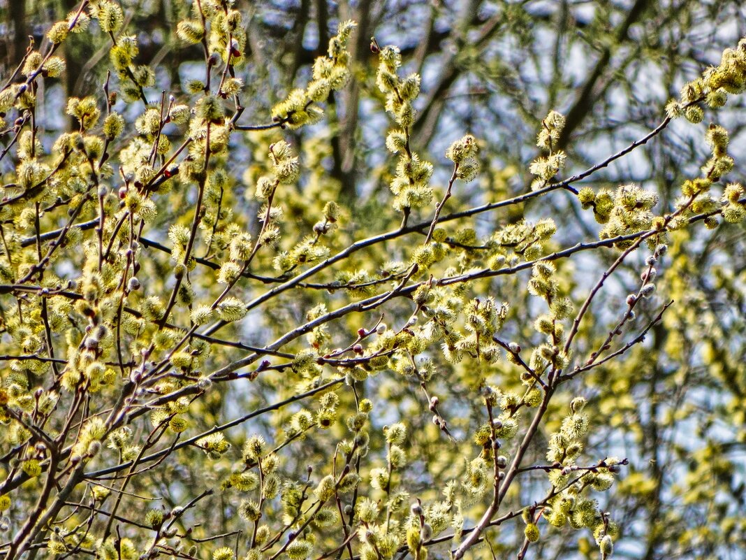 Весенняя красота ... - Ravile 