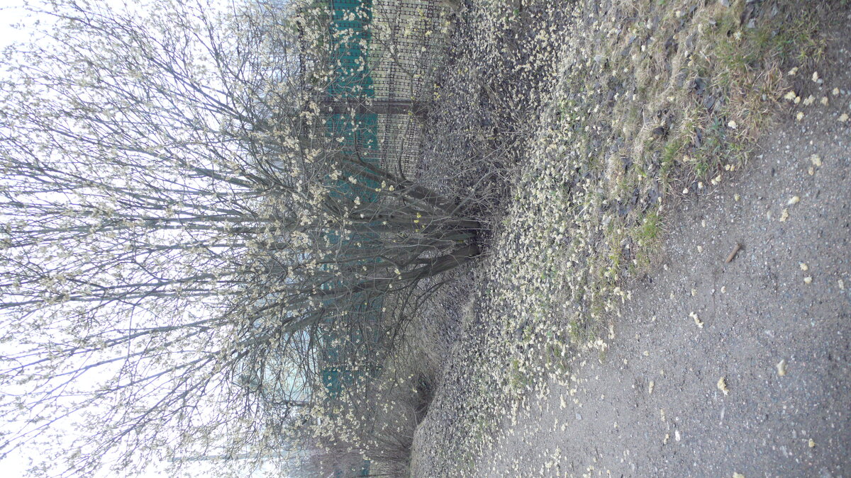 Ветром много почек сорвало. - Михаил Елочкин