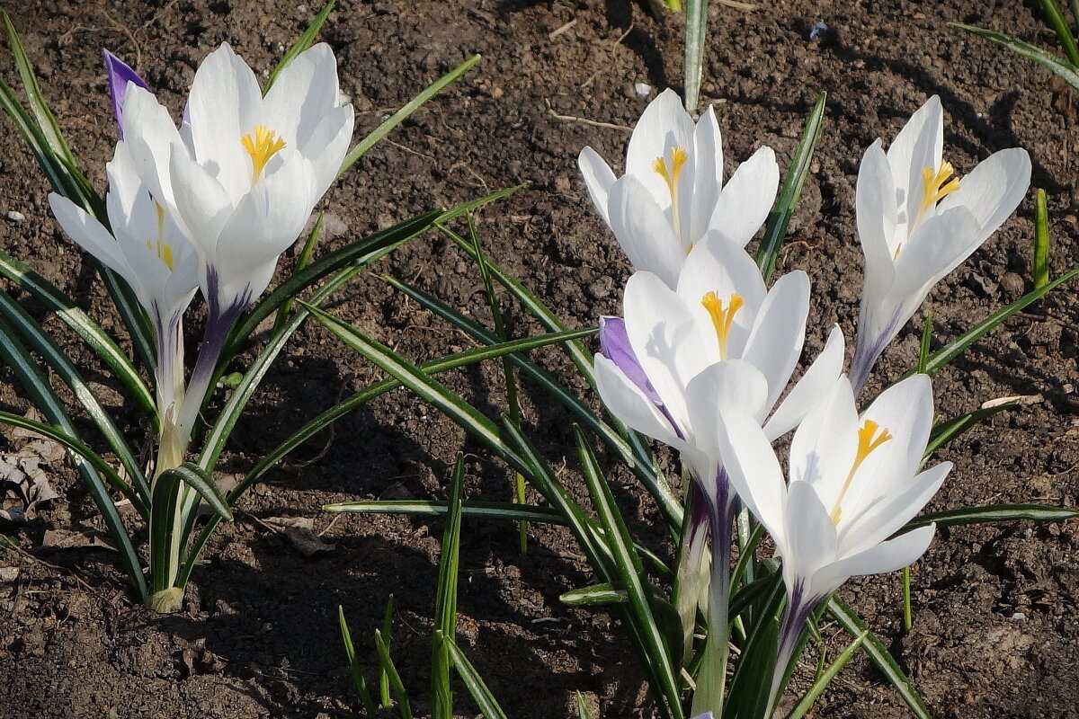 Крокус - Рита Симонова Крокус - Рита Симонова