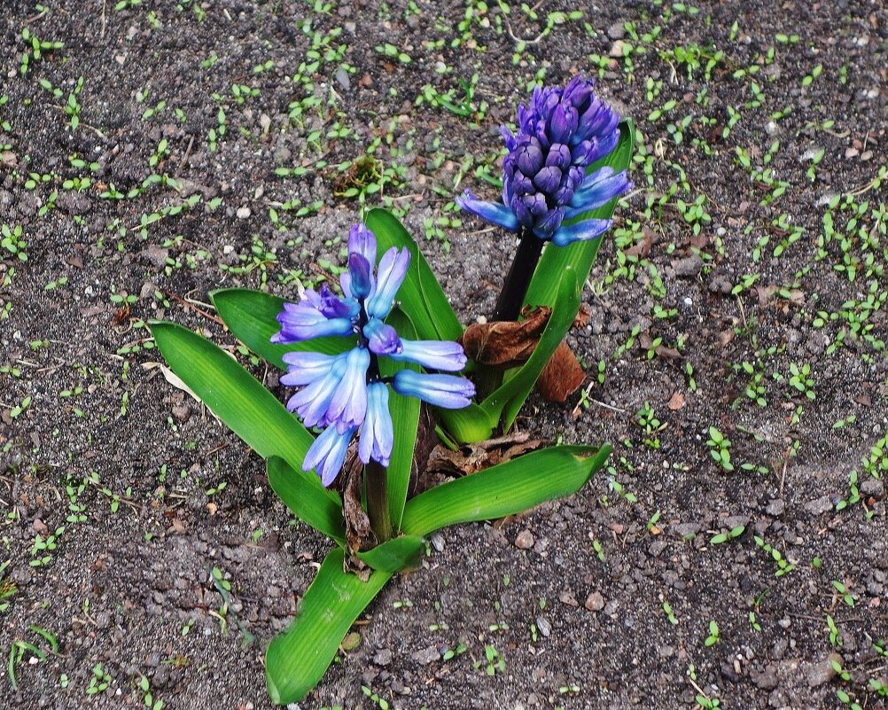 Гиацинт - Рита Симонова