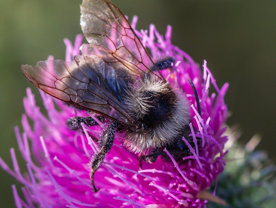 Краски лета. Шмель на цветке чертополоха. - Алексей Трухин Краски лета. Шмель на цветке чертополоха. - Алексей Трухин