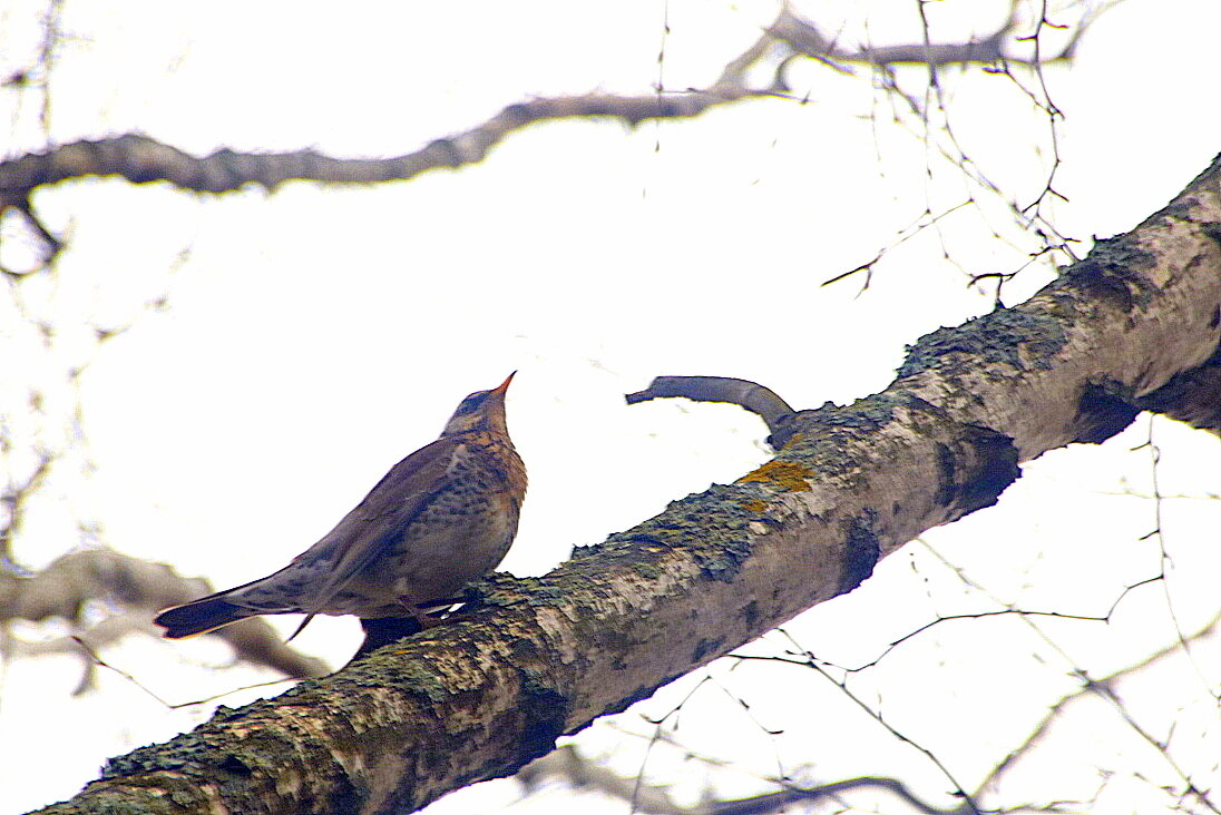 Дрозд. - Вячеслав. Синицын