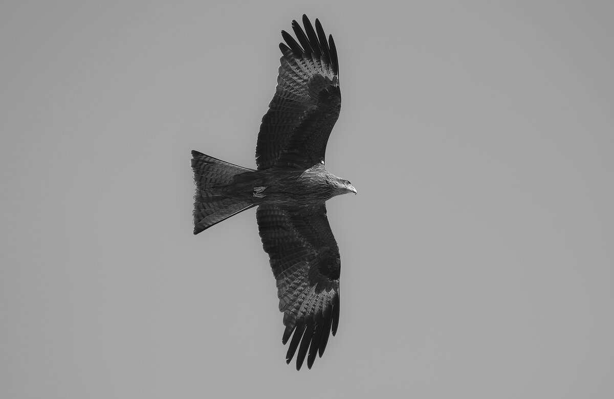 В полёте он — воплощение силы и грации. - Вадим Басов В полёте он — воплощение силы и грации. - Вадим Басов