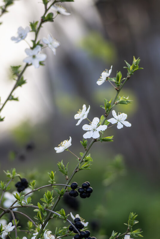 *** - Александр. AVG100 ---