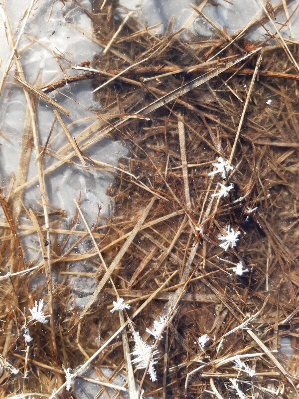 Весна идёт, весне дорогу... - Галина Минчук Весна идёт, весне дорогу... - Галина Минчук