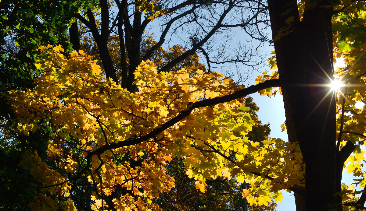 Осенний лесок 1. - Константин Белоногов