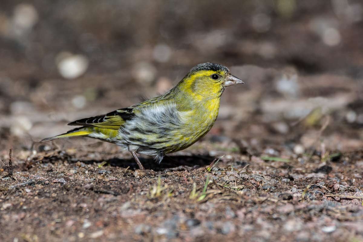 Чижик (самец). - Николай Ловец