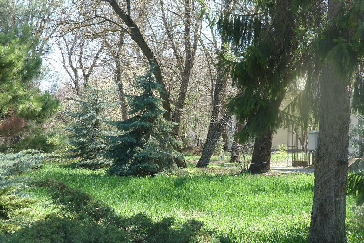 Молодые  ёлочки - Валентин Семчишин