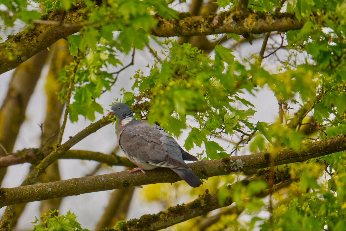 (°-°) - Jakob Dick