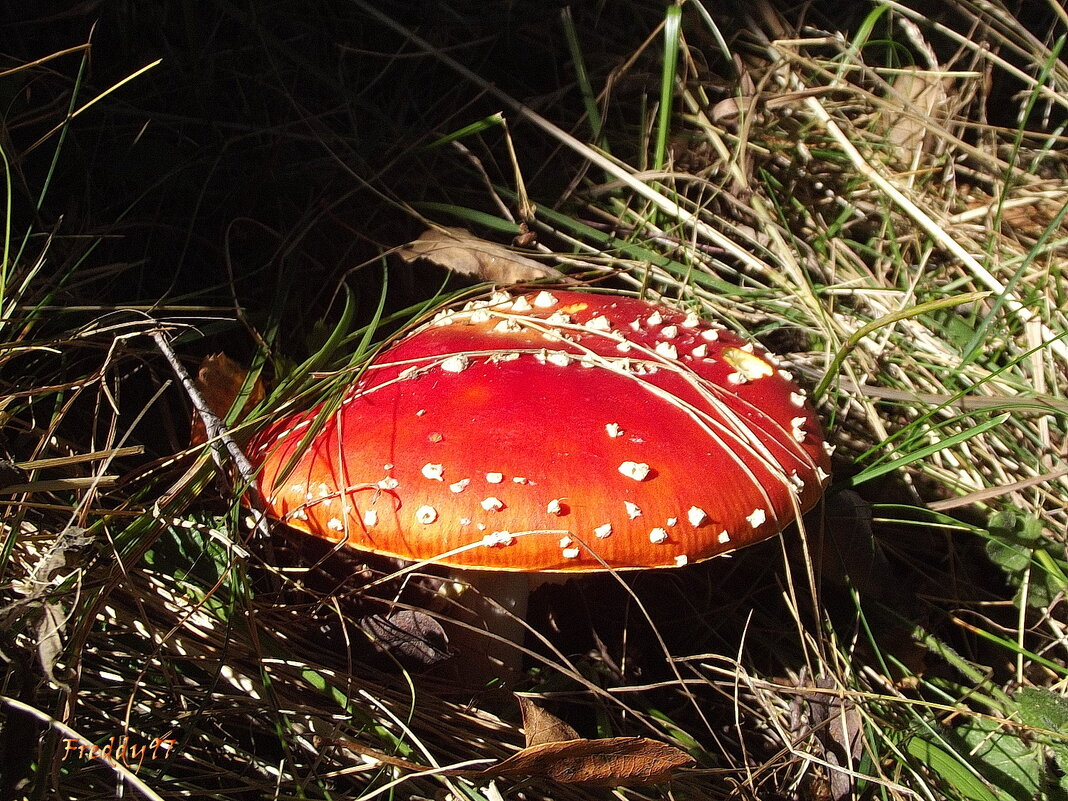 Мухомор - Freddy 97