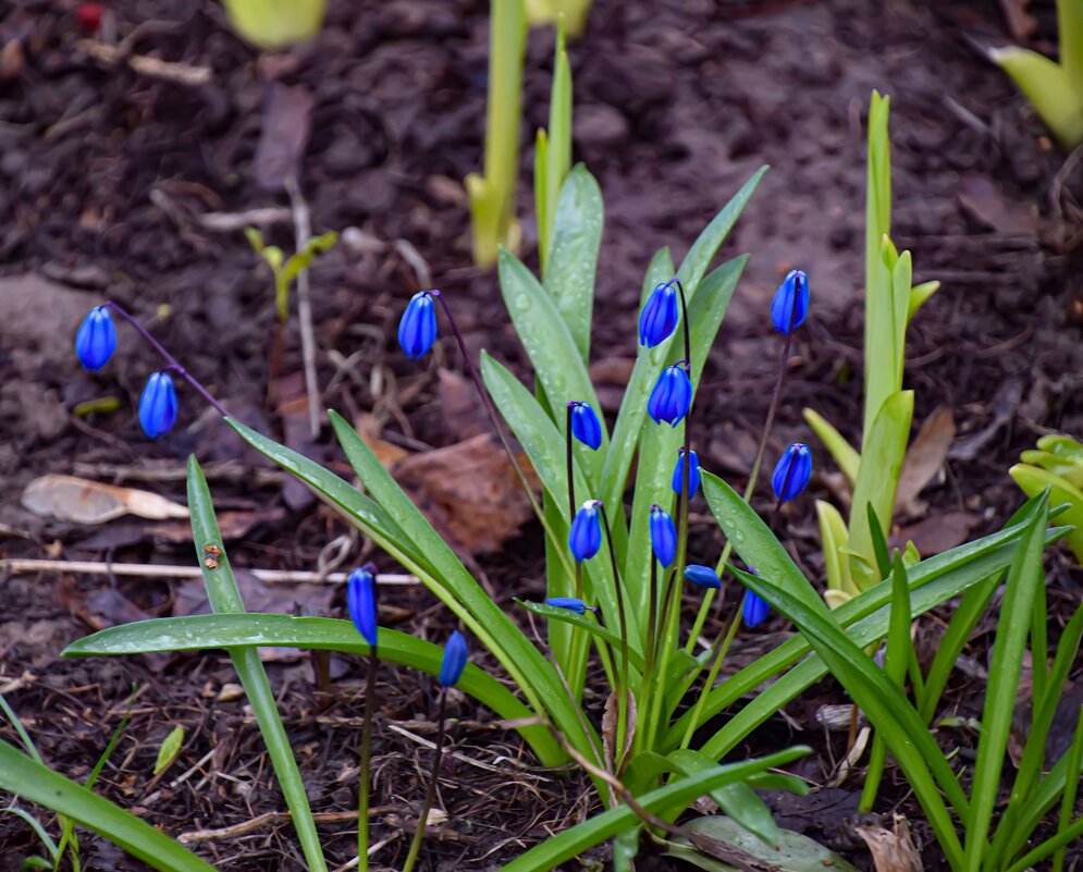 Пролеска Сцилла - Олег 