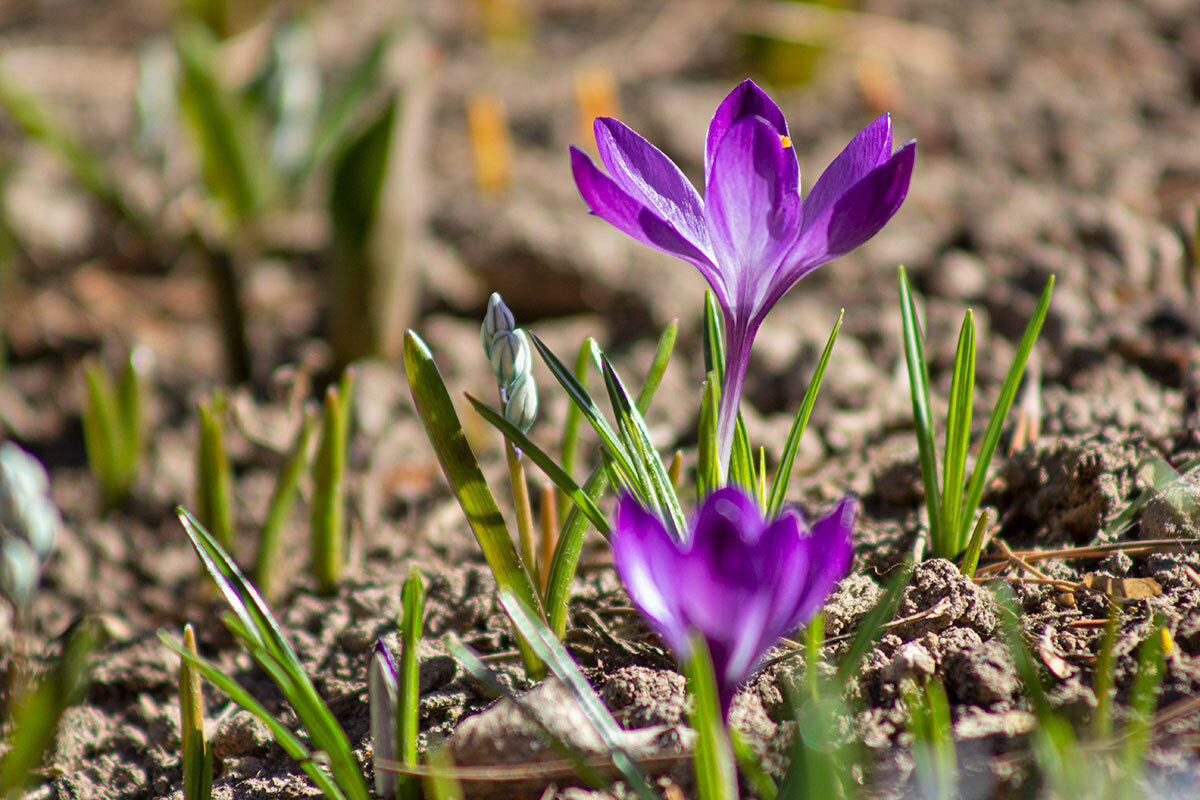 На встречу солнцу - Александр Трухин
