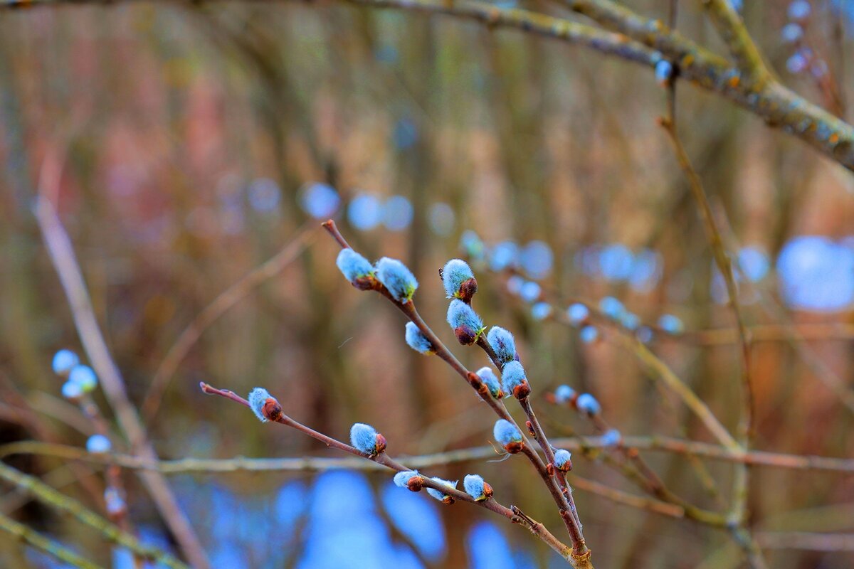 верба - Владимир иванов