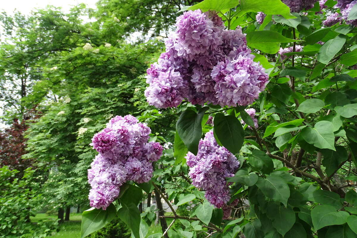 скоро расцветет - Anna-Sabina Anna-Sabina