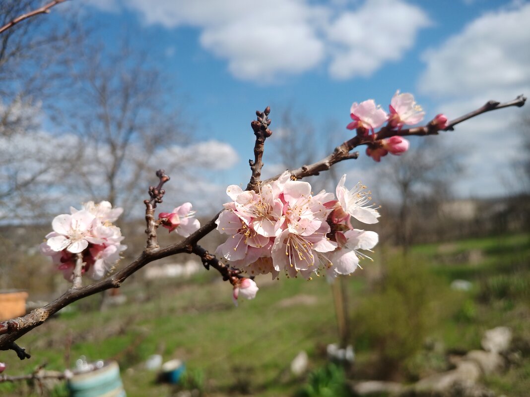 Весна у меня на даче - Сергей Георгиевич Мещеряков Весна у меня на даче - Сергей Георгиевич Мещеряков