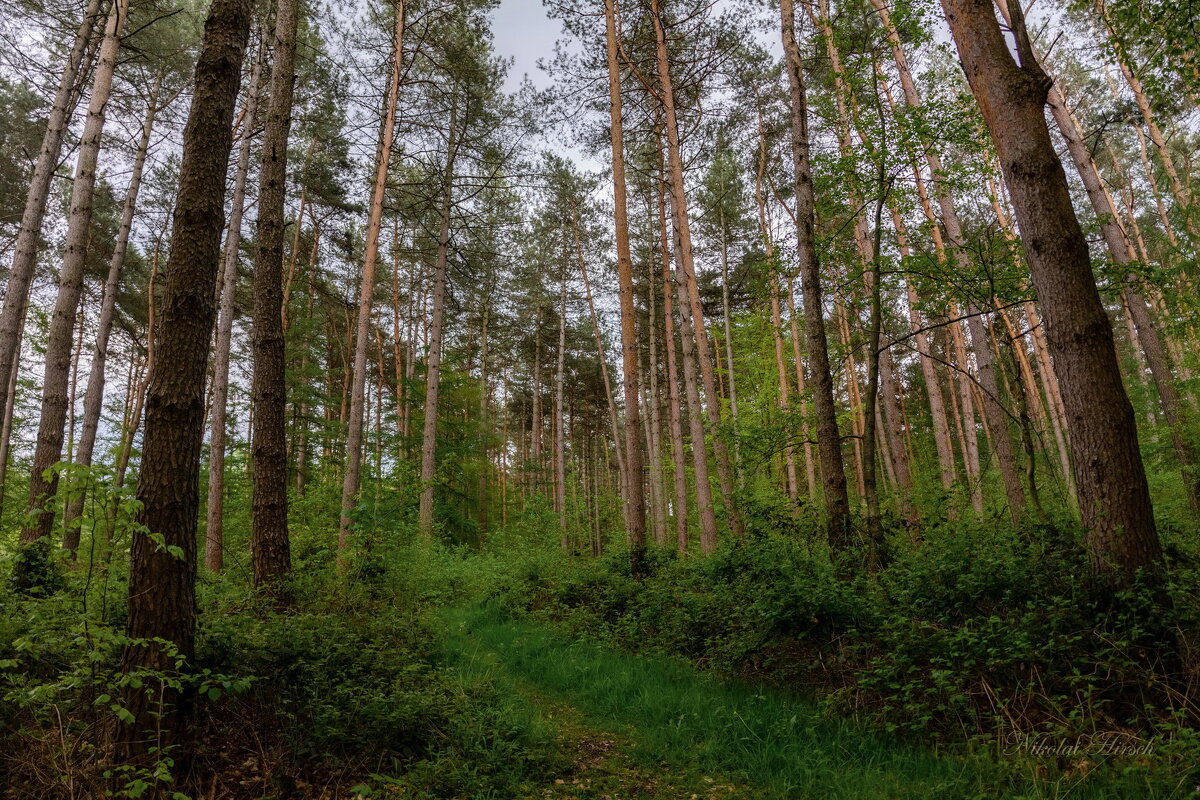 По лесной тропе... - Николай Гирш По лесной тропе... - Николай Гирш