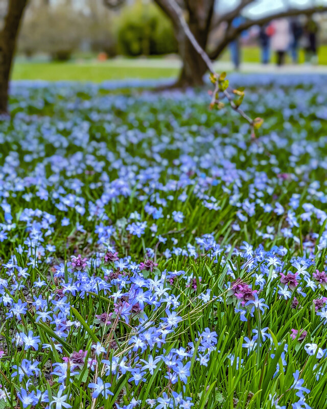 Весеннего настроения вам - Tarus 