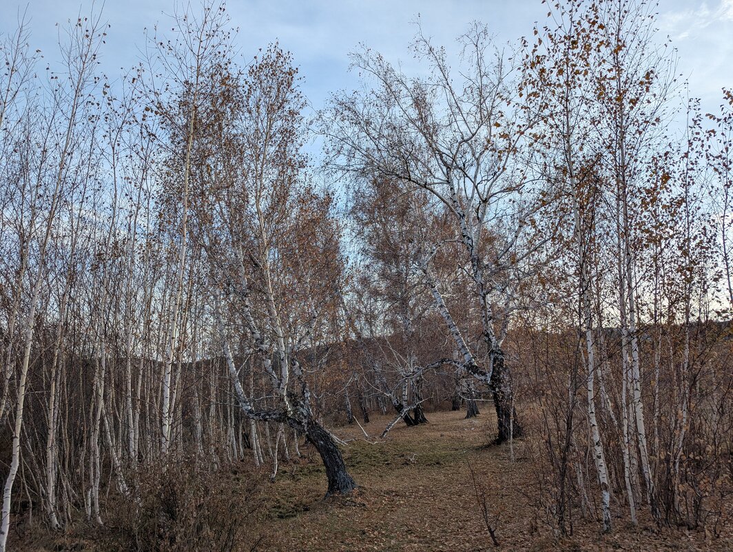 Берёзки - Андрей Хлопонин Берёзки - Андрей Хлопонин