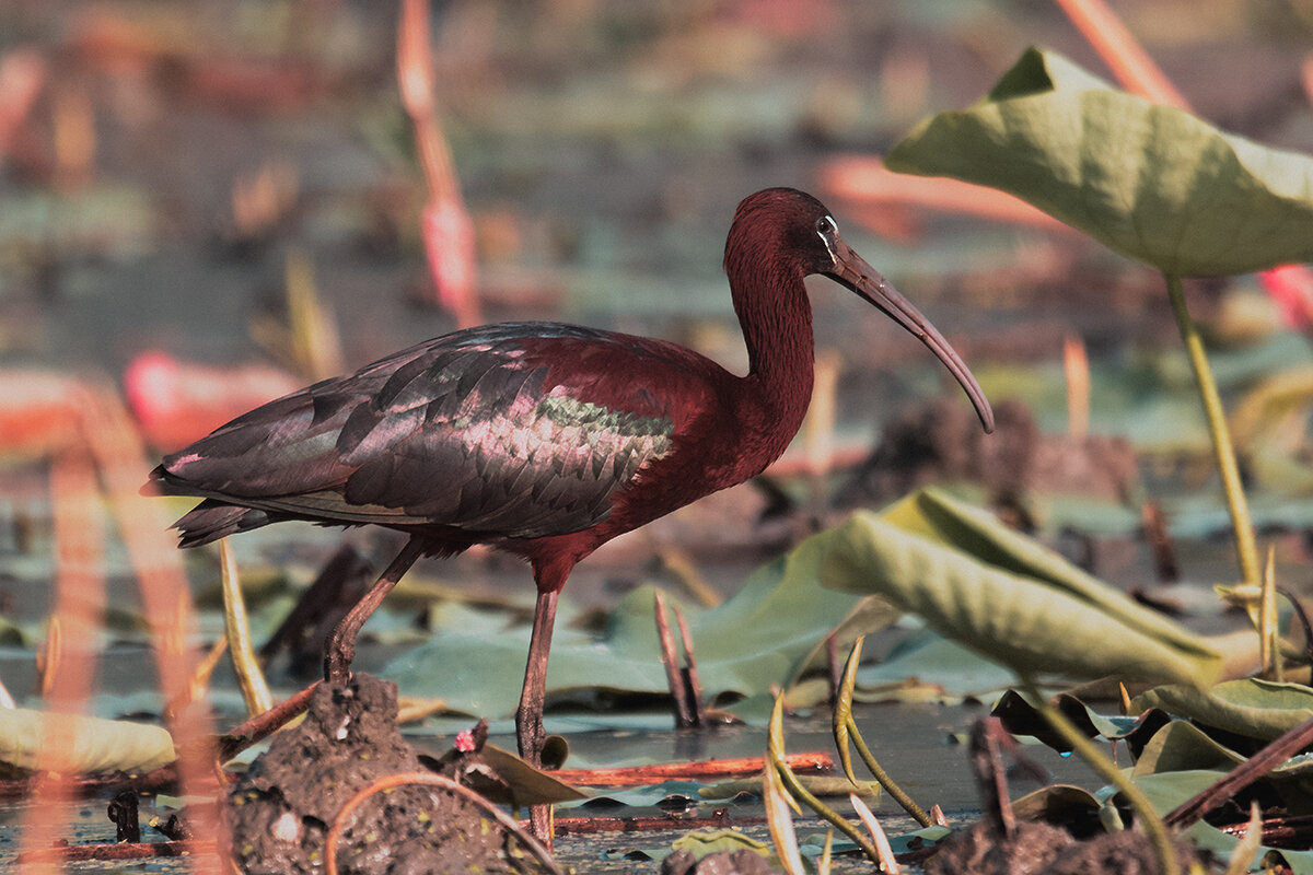 Каравайка - Yudong Liu